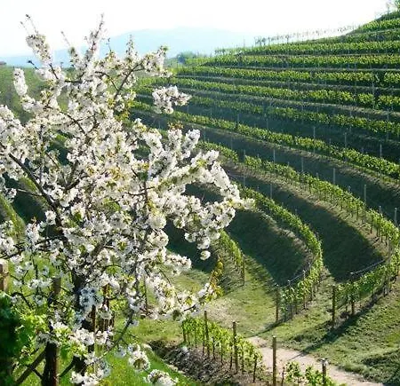 Отель Grappolo D'oro