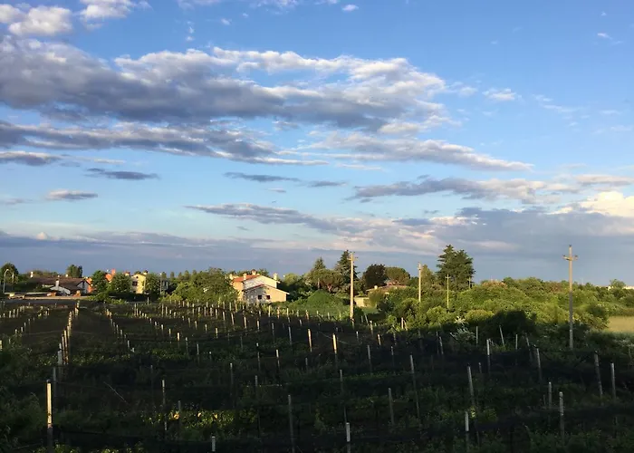 Grappolo D'oro Montebelluna