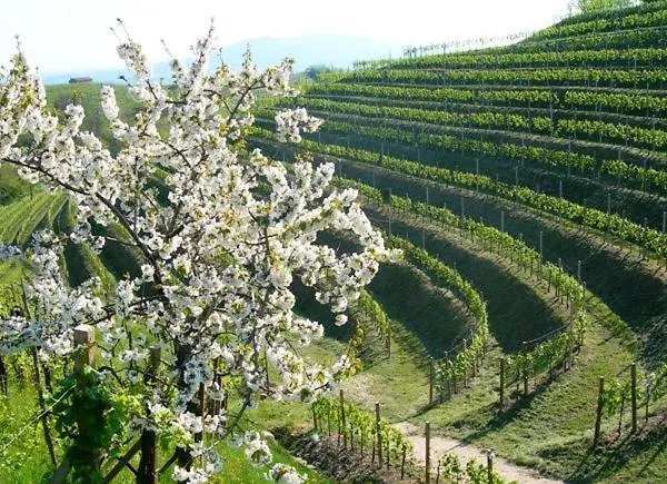 Hotel Grappolo D'oro