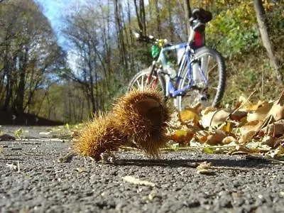 Grappolo D'oro Montebelluna